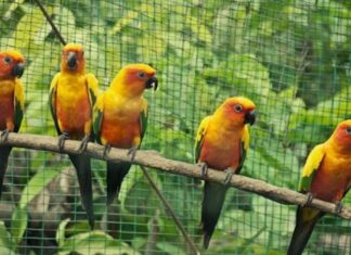 अश्लील गाली गर्ने ५ सुगाहरु जसका कारण चिडियाखाना भयो बदनाम !